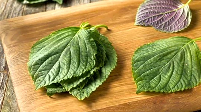 Sesame leaf extract: A traditional skincare remedy