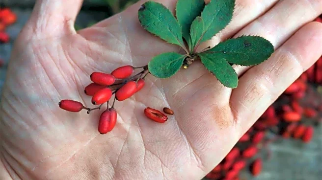 Love barberry? These snacks are a must-try