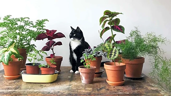 How to choose a pet-friendly planter