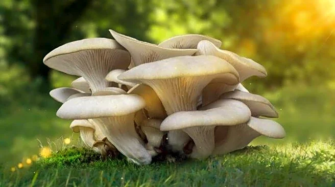 How to grow oyster mushrooms at home