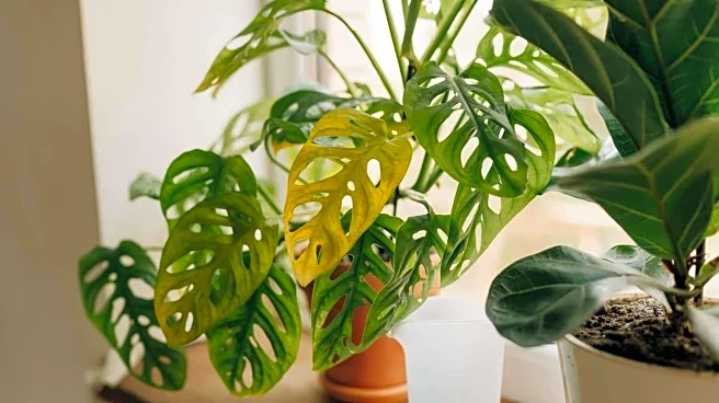 How to fix faded leaf color in houseplants