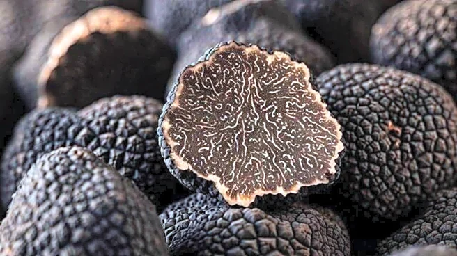 5 iconic dishes featuring Kalahari truffle