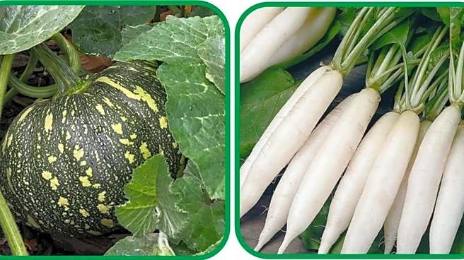 Radish v/s pumpkin: Do they have same Vitamin C content?