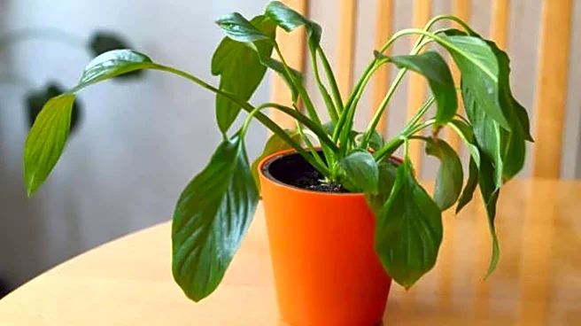 How to fix a drooping peace lily