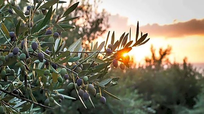 You must visit these ancient olive groves in Greece