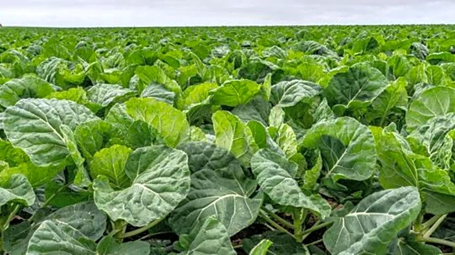 How to use wild lettuce in cooking