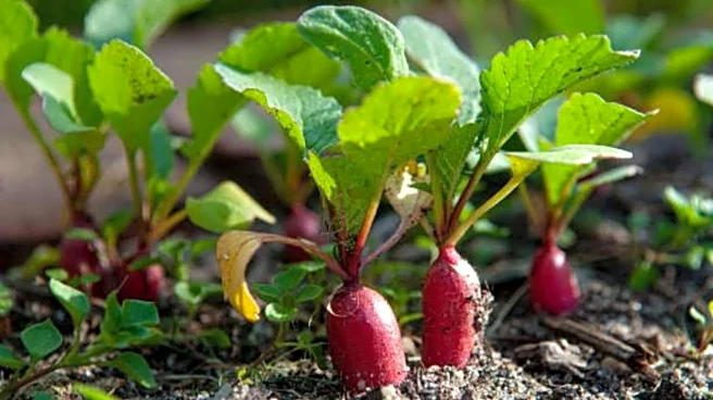 How to grow radishes at home