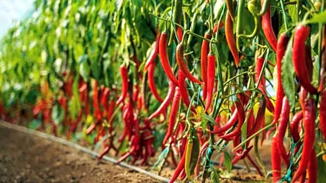 How to grow chillies in hanging baskets