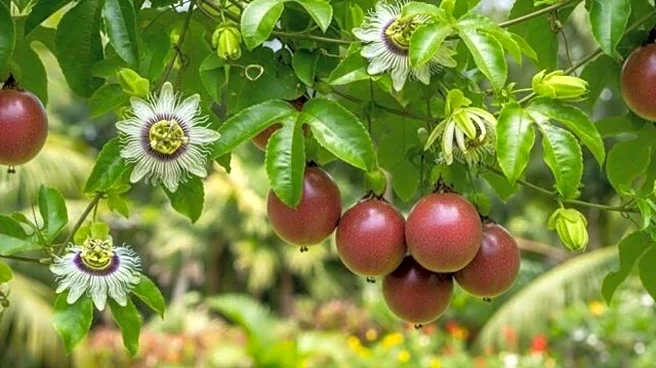 Grow your own passionfruit, here's how