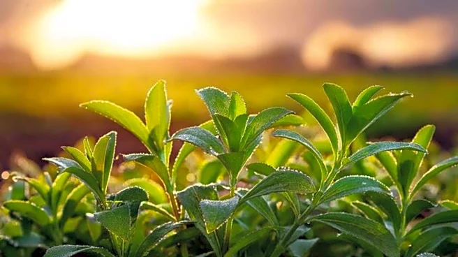 Stevia gardening 101: Tips for beginners