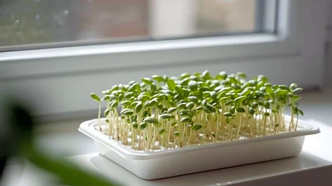 How to grow basil microgreens at home