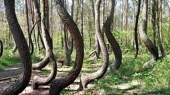 Wildlife enthusiast? Do visit these Polish forests