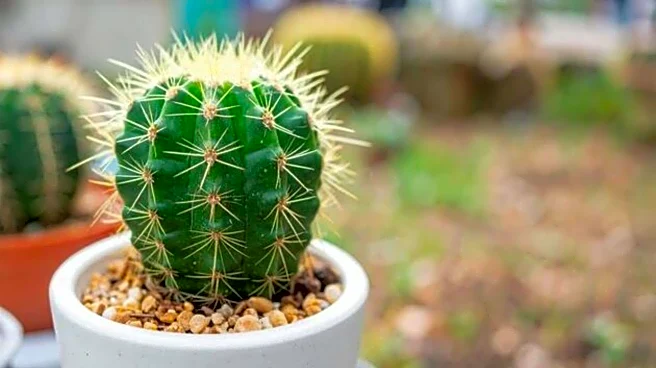 How to tell if your cactus is dying