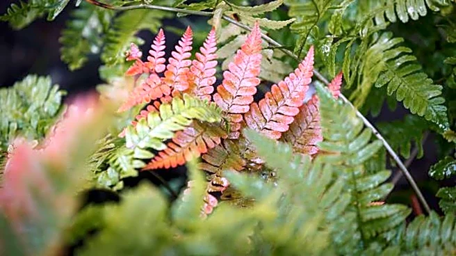 Fern leaves turning brown? Here's what to do