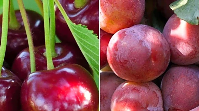 Plums v/s cherries: Which is better for your gut?