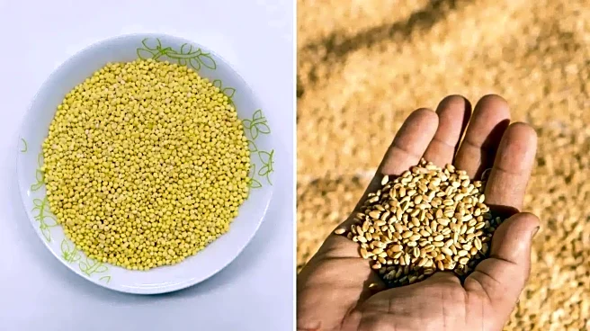 Pearl millet or wheat: Which is more nutritious?