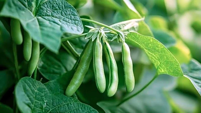 How to grow broad beans at home