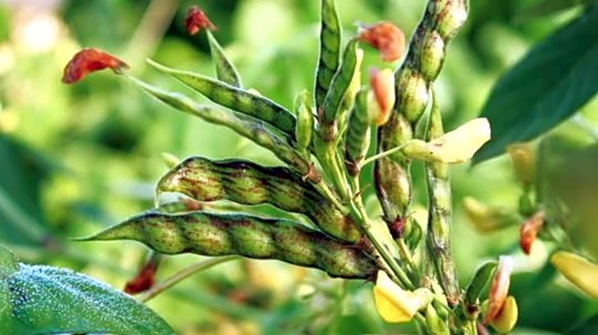 How to grow pigeon peas on your balcony