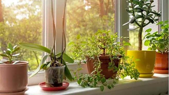 Banana peels: A natural boost for potted plants