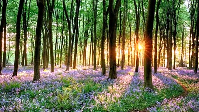 You must explore these bluebell forests in Belgium