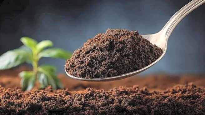 How to use coffee grounds for plant growth