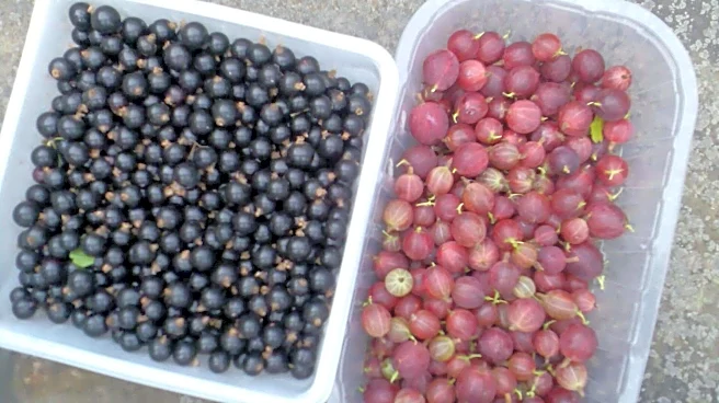 Do blackcurrants have more vitamin C than gooseberries?