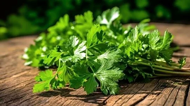 How to use coriander stems in cooking