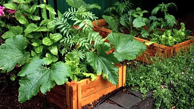 Container gardening: 5 watering mistakes to avoid