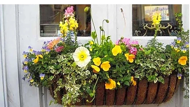 Why experts think coir is a decor game-changer