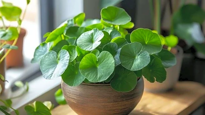 How to grow licorice plant indoors