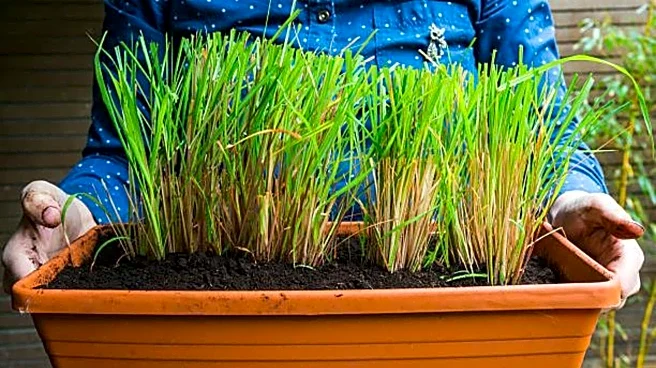 How to grow lemongrass at home