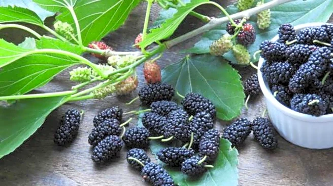 Why mulberries deserve a place in your daily diet