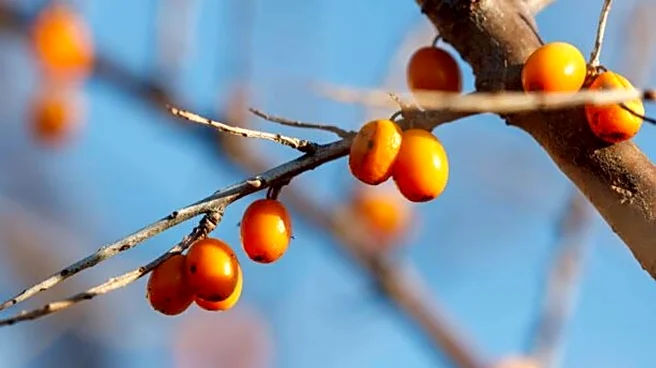 Sea buckthorn is a superfood of sorts
