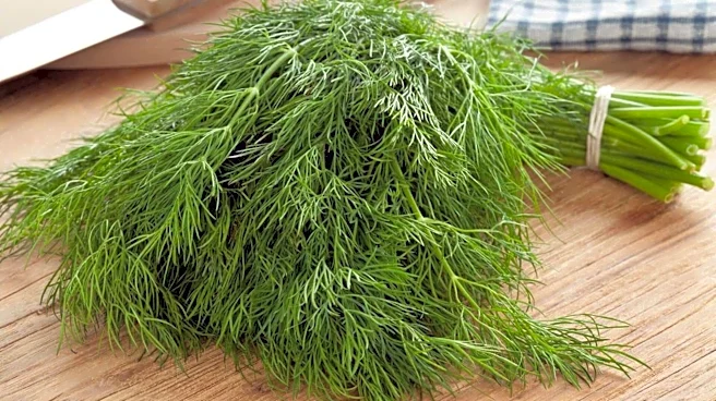 How to turn dill leaves into interesting recipes