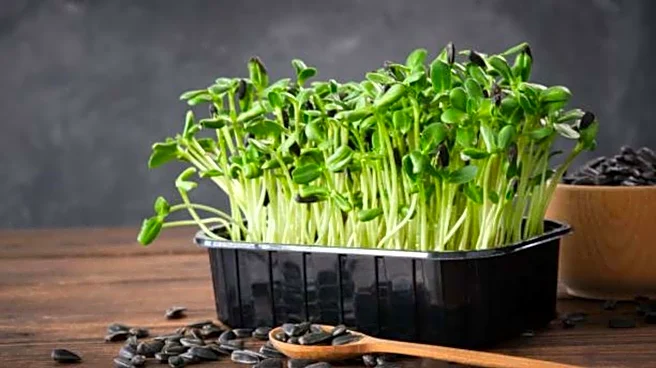 How to grow healthy sunflower sprouts indoors