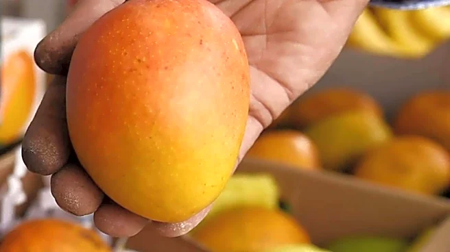 Mango lovers, try these recipes today!