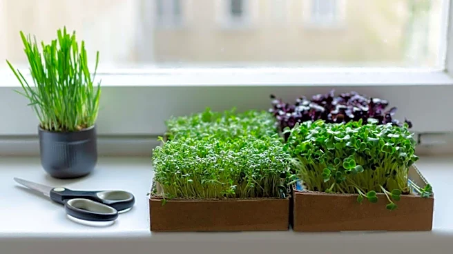 Microgreens in home decor: Here's how to get started
