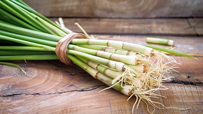 How to regrow lemongrass from leftover stems