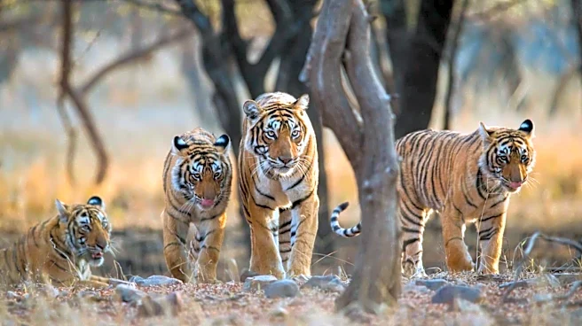 Want to explore wildlife sanctuaries in India? Read this first