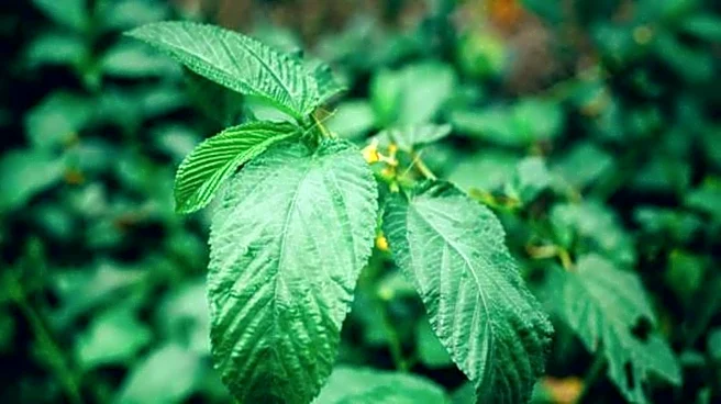 Why you should know about jute mallow