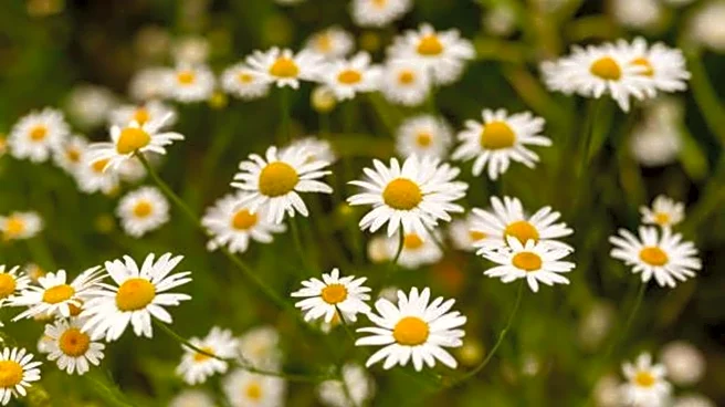 How to grow chamomile indoors