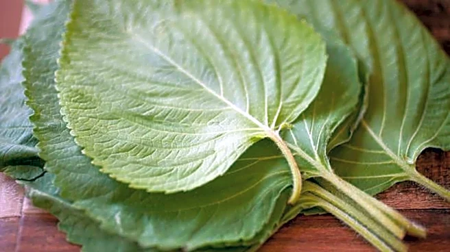 How to use shiso leaves in cooking