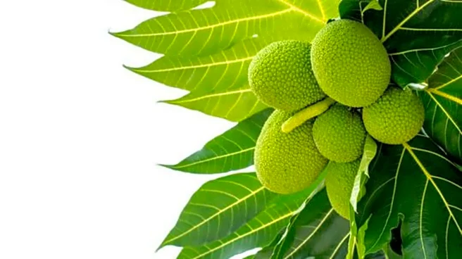 Meet jackfruit's versatile cousin: Breadfruit