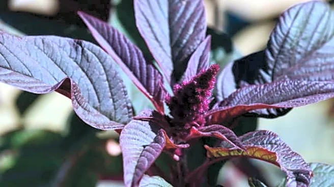 5 reasons to start eating amaranth leaves