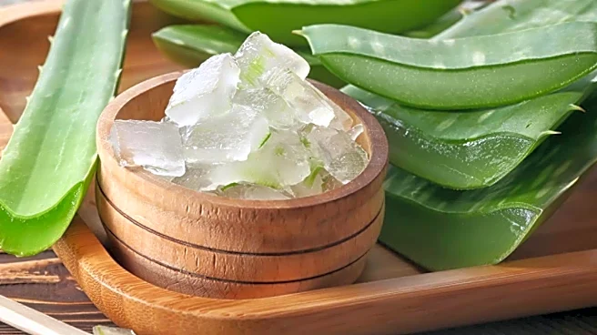 How to use aloe vera to treat burns