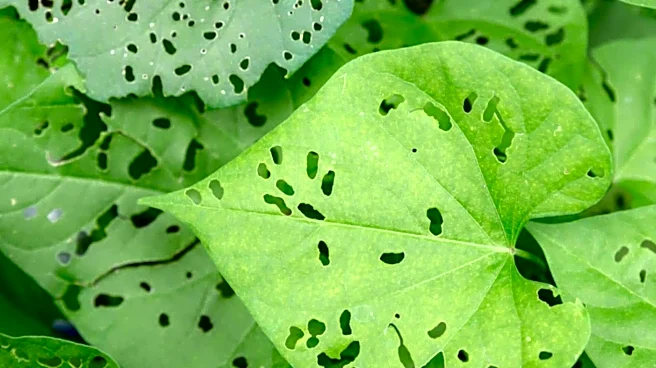 Want to keep pests away? These plants can help