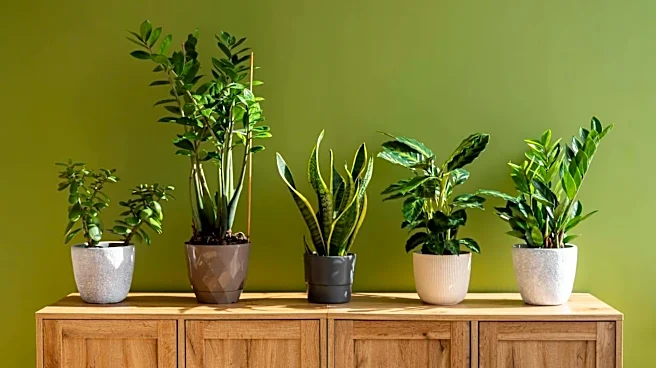 If you're planning on indoor plants, keep reading