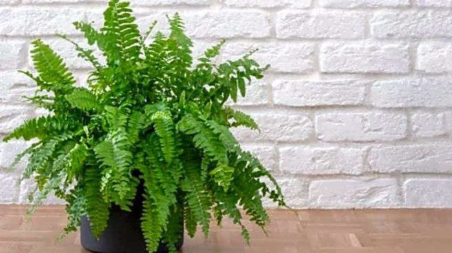 How to keep indoor ferns pest-free