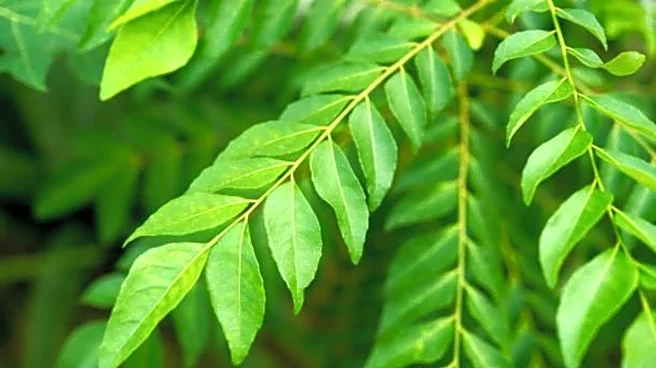 How to care for your curry leaf plant
