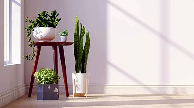 Limited sunlight? These plants are perfect for you